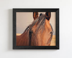Golden Plains, Horse Close Up