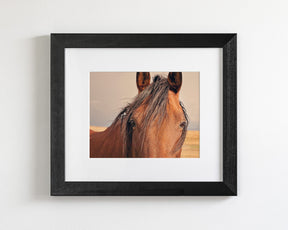 Golden Plains, Horse Close Up