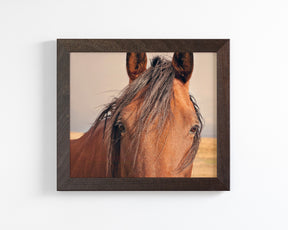 Golden Plains, Horse Close Up