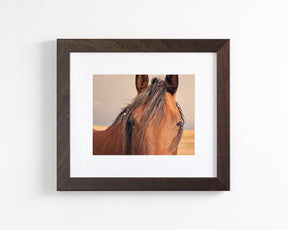 Golden Plains, Horse Close Up