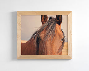 Golden Plains, Horse Close Up