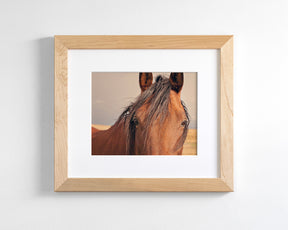 Golden Plains, Horse Close Up