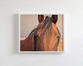 Golden Plains, Horse Close Up