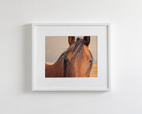 Golden Plains, Horse Close Up