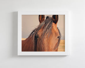 Golden Plains, Horse Close Up