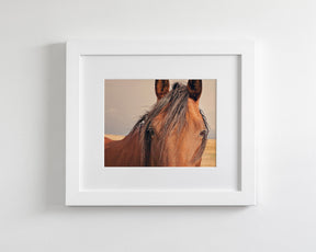 Golden Plains, Horse Close Up