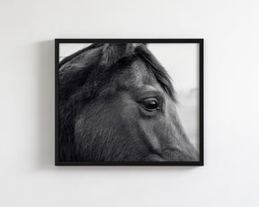 Horse Eye Profile