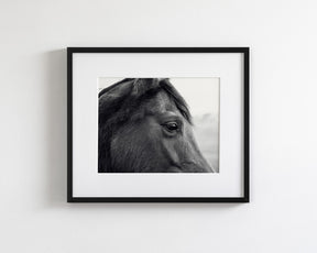 Horse Eye Profile