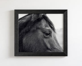 Horse Eye Profile