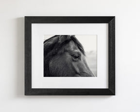 Horse Eye Profile