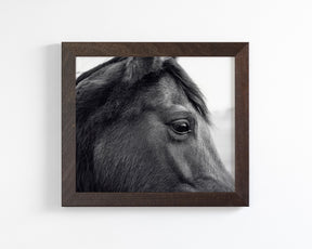 Horse Eye Profile