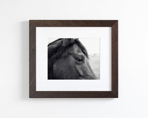 Horse Eye Profile