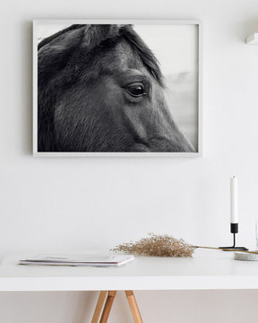 Horse Eye Profile