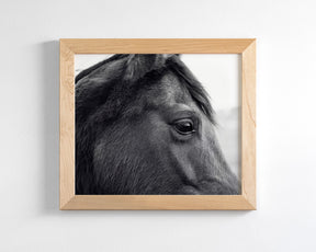 Horse Eye Profile