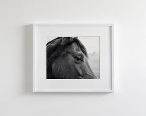 Horse Eye Profile