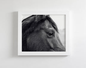 Horse Eye Profile