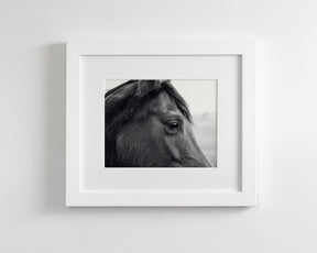 Horse Eye Profile