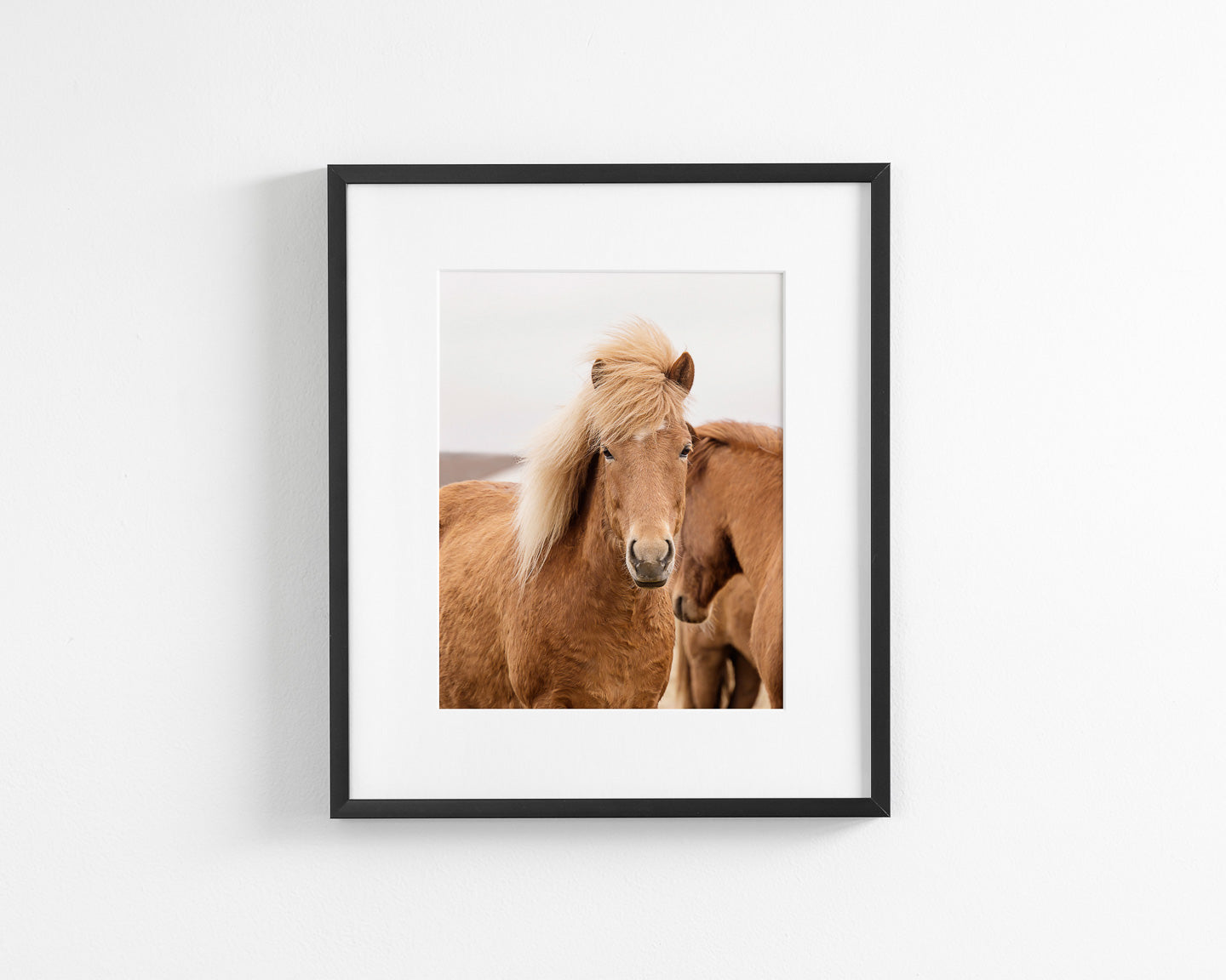 Collectible Icelandic Pony - 70514