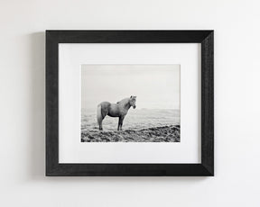 Solitary Icelandic Horse