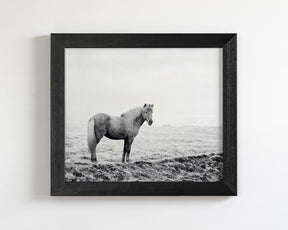 Solitary Icelandic Horse