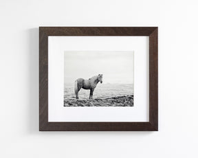 Solitary Icelandic Horse