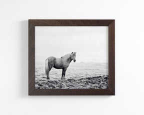 Solitary Icelandic Horse
