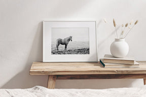 Solitary Icelandic Horse