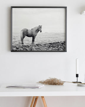 Solitary Icelandic Horse