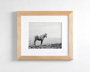 Solitary Icelandic Horse