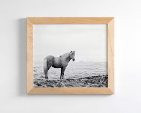 Solitary Icelandic Horse
