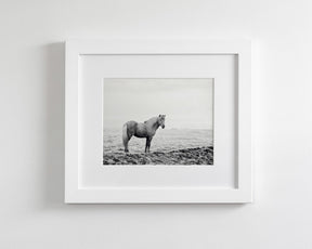 Solitary Icelandic Horse