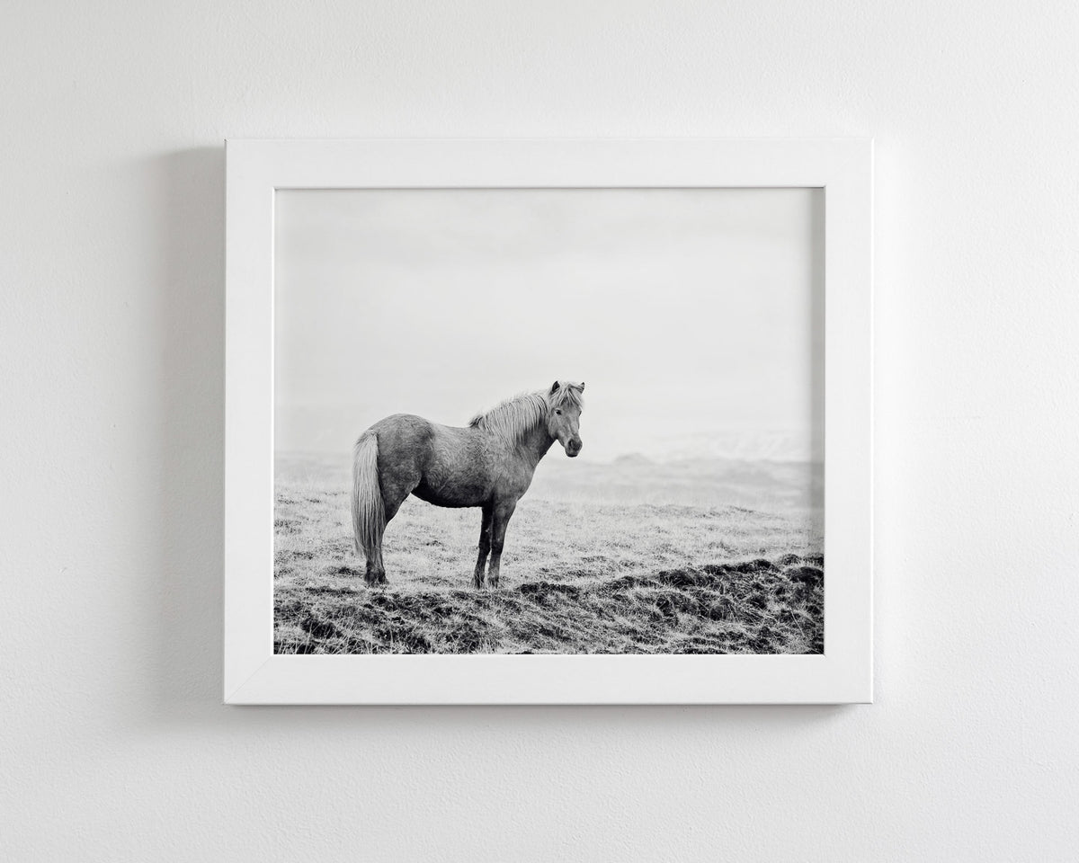 Solitary Icelandic Horse