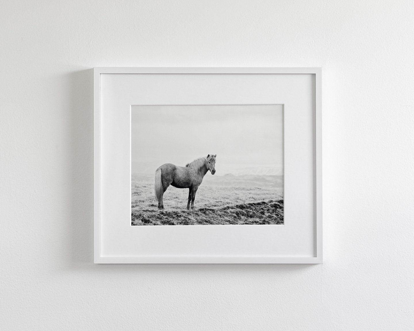 Solitary Icelandic Horse