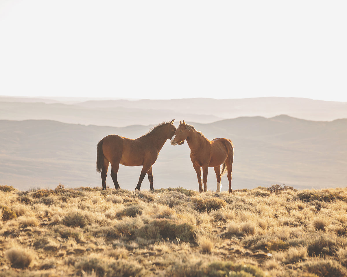 Wild Horse Embrace