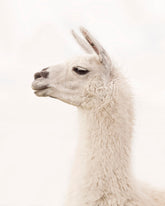 White Llama Profile