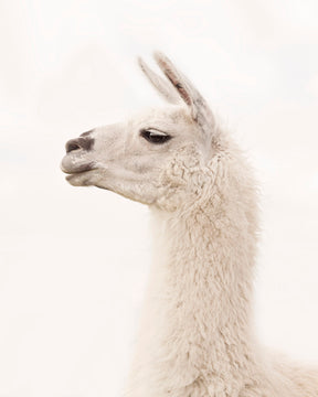 White Llama Profile