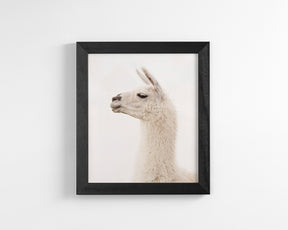 White Llama Profile