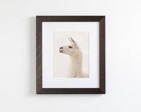 White Llama Profile