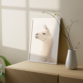 White Llama Profile