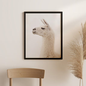 White Llama Profile