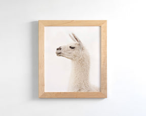 White Llama Profile