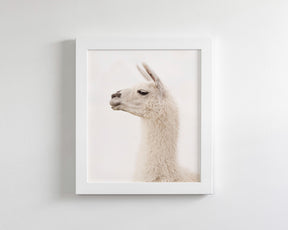 White Llama Profile