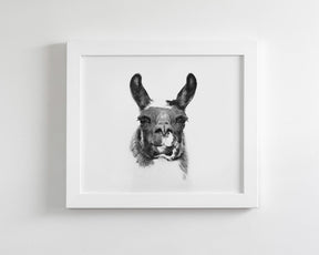 Modern Llama Photograph in Black and White