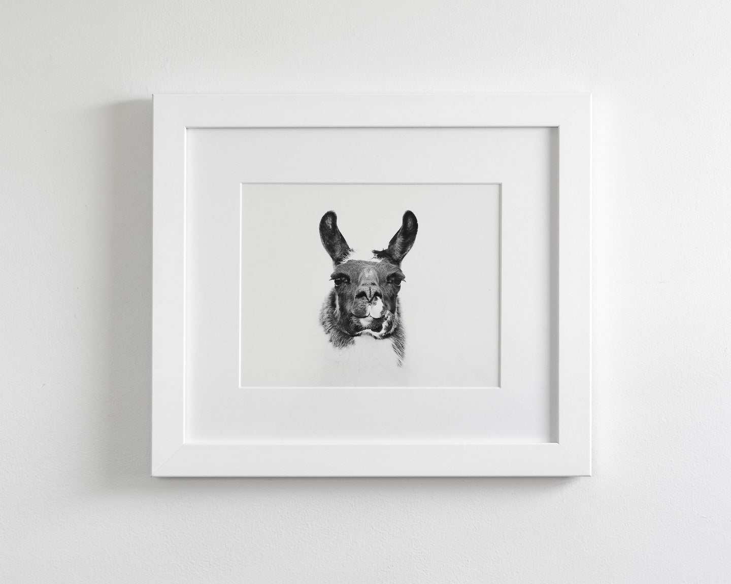 Modern Llama Photograph in Black and White
