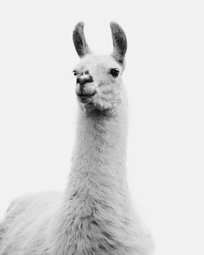 White on White Llama Photograph