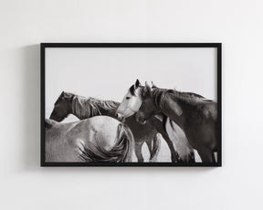 Mares - Wild Horse Photograph