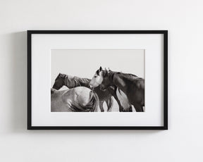 Mares - Wild Horse Photograph