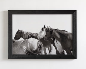 Mares - Wild Horse Photograph