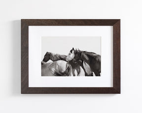 Mares - Wild Horse Photograph