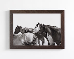 Mares - Wild Horse Photograph